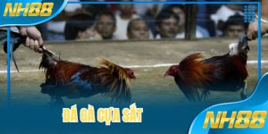 Đá Gà Cựa Sắt - NH88 Quy Tụ Nhiều Giải Đấu Đặc Sắc